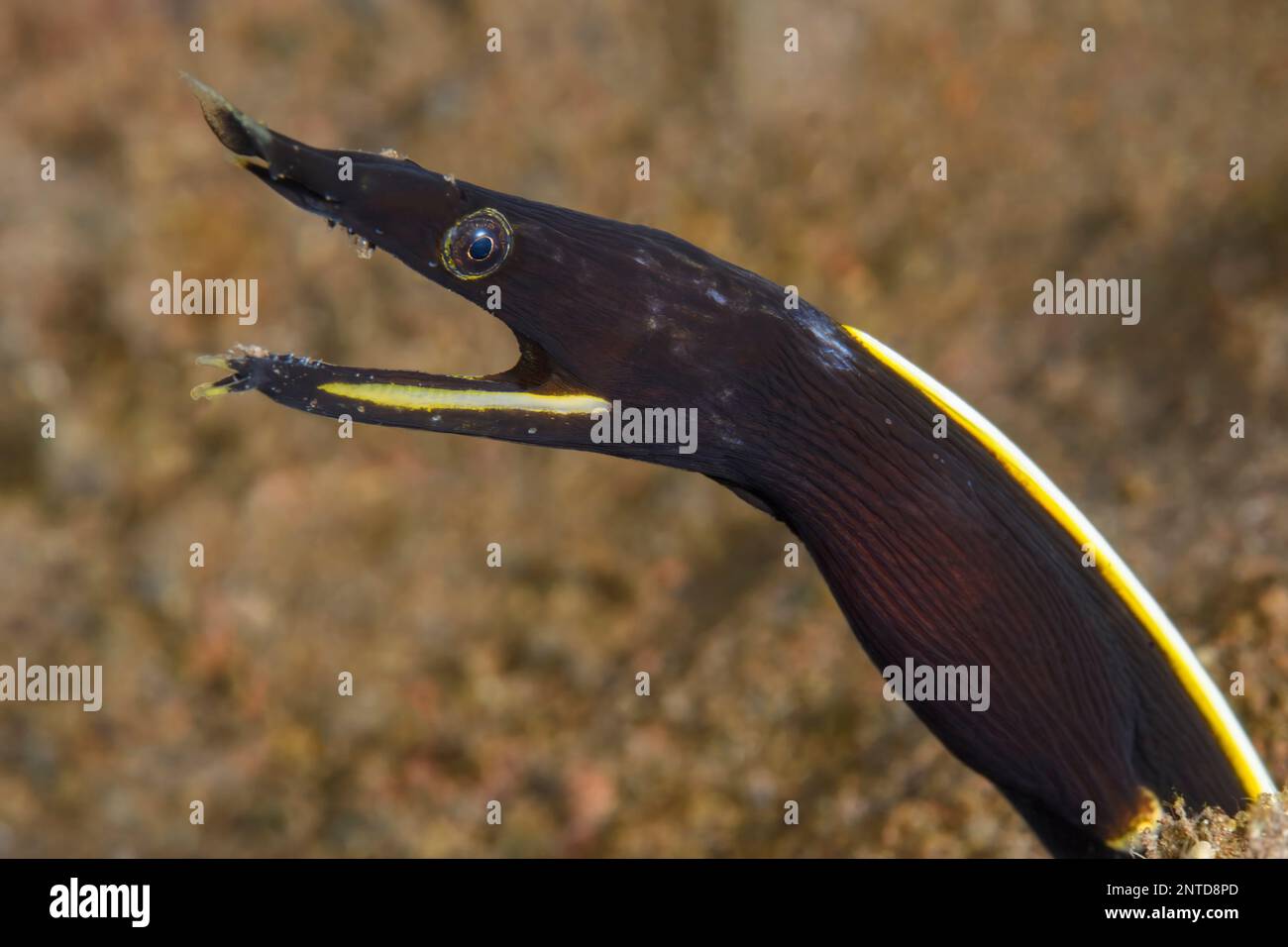 Juvenile Blue Ribbon Ael, Rhinomuraena quaesita, Tulamben, Bali, Indonesien, Pazifik Stockfoto