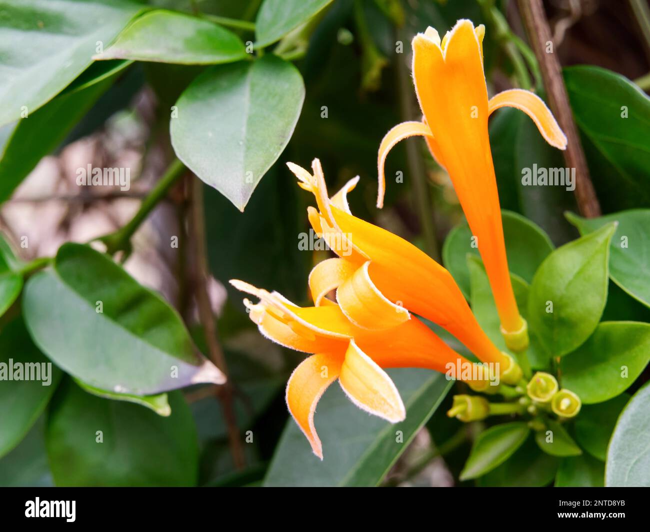 Flamme Weinstock mit Orange Trompete Blumen wachsen in Clustern in Tavira Stockfoto