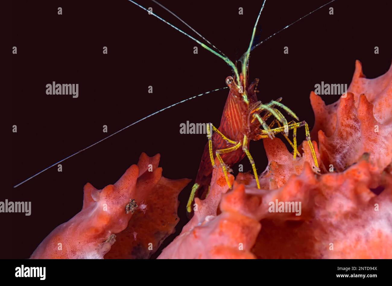 Red-Striped Cleaner Shrimp, Lysmatella prima, Tulamben, Bali, Indonesien, Pazifik Stockfoto