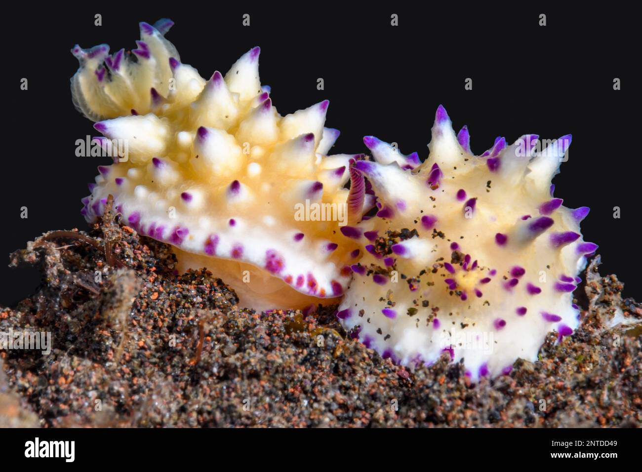 Seeschnecke oder Nudibranch, Mexichromis multituberculata, Tulamben, Bali, Indonesien, Pazifik Stockfoto