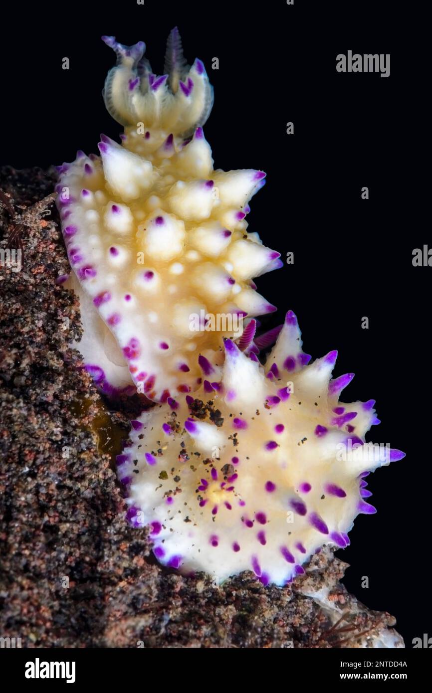 Seeschnecke oder Nudibranch, Mexichromis multituberculata, Tulamben, Bali, Indonesien, Pazifik Stockfoto