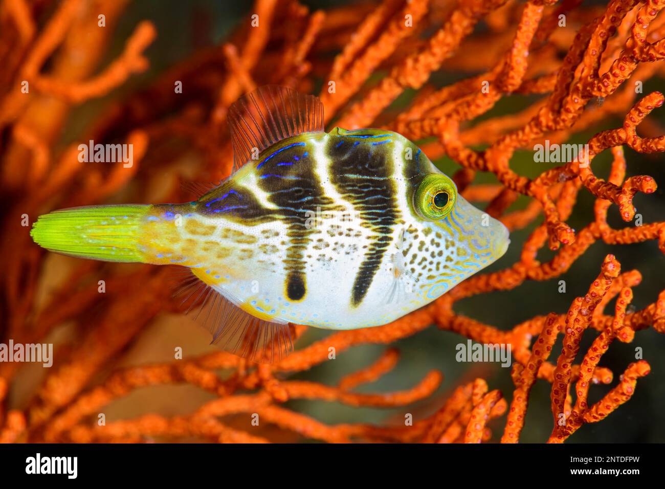 Mimic Filefish, Paraluteres prionurus, Padang Bai, Bali, Indonesien, Pazifik Stockfoto