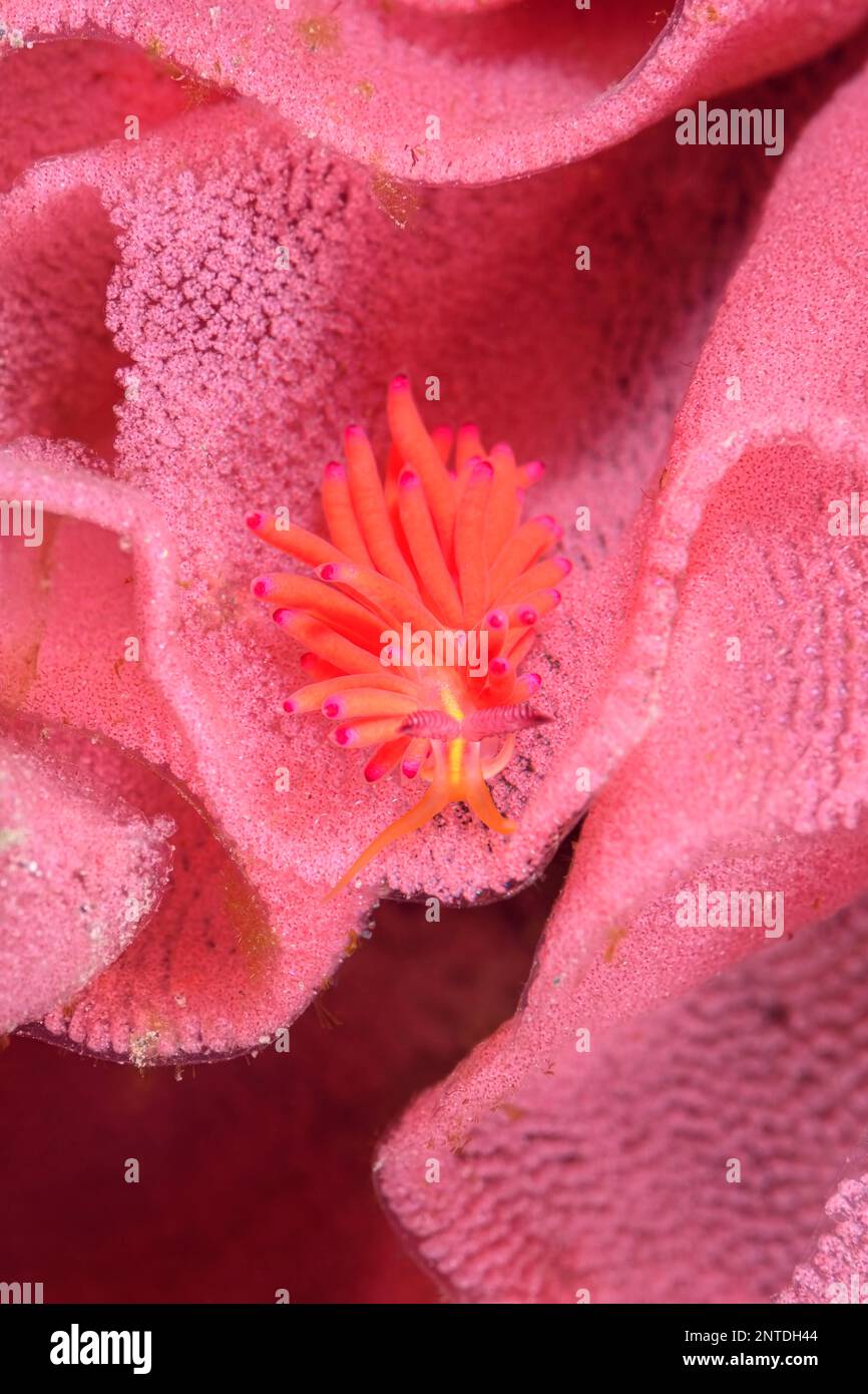 Seeschnecke oder Nudibranch, Favorinus mirabilis auf Seeschneckeneiern, Hexabranchus lacera, Tulamben, Bali, Indonesien, Pazifik Stockfoto