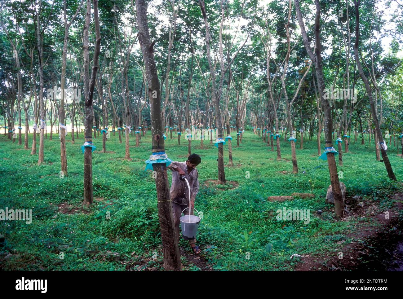 Ein Mann, der Gummimilch in Kottayam, Kerala, Indien, Asien sammelt. Plantage Stockfoto