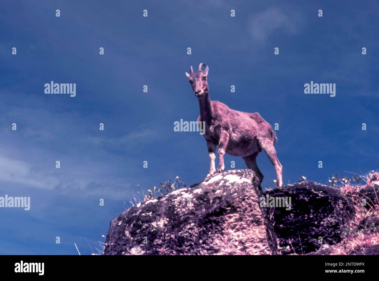 Nilgiri Tahr (Nilgiritragus hylocrius) in Rajamalai (Eravikulam) National Park, Munnar, Kerala, Indien, Asien. Wild Life, Blue Sky, Schafe, Western Stockfoto