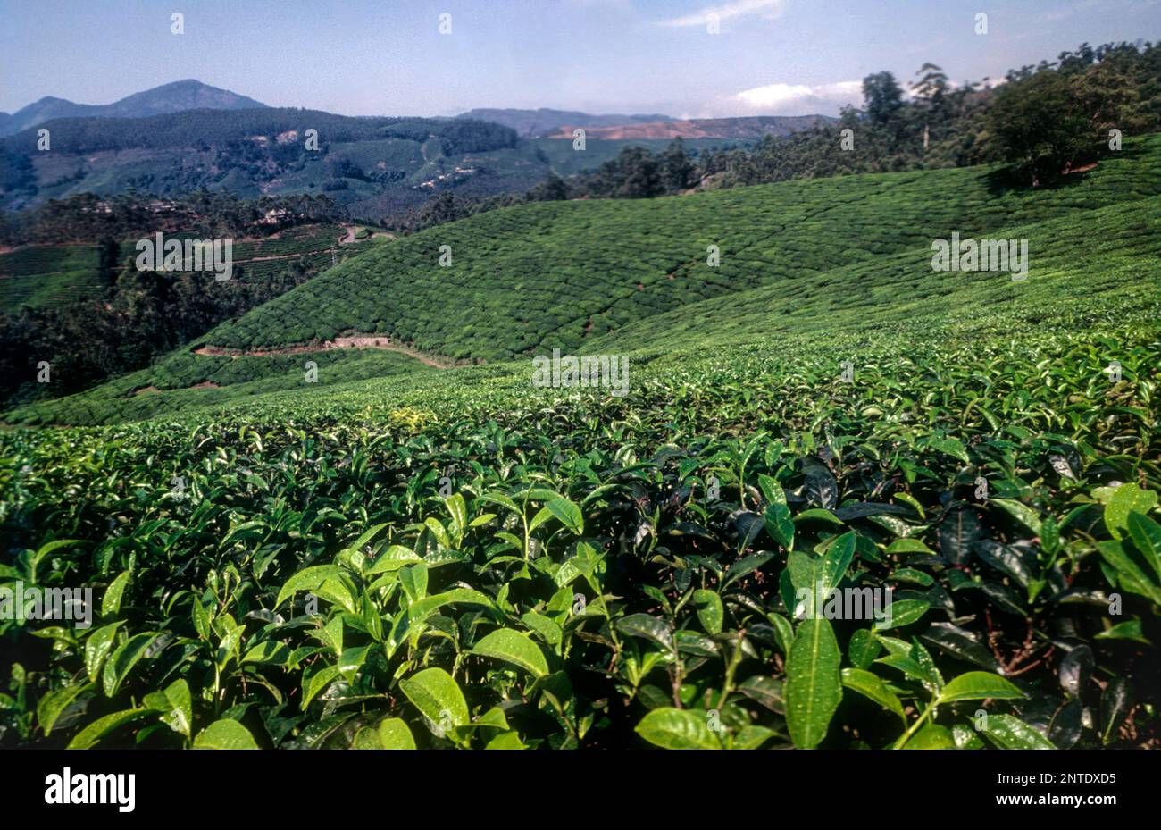 Teegärten in Rajamalai, Munnar, Kerala, Indien, Asien Stockfoto