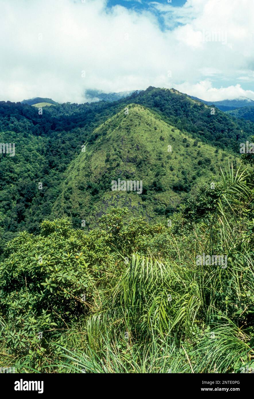 Silent Valley, tropischer immergrüner Wald, Kerala, Südindien, Indien, Asien Stockfoto