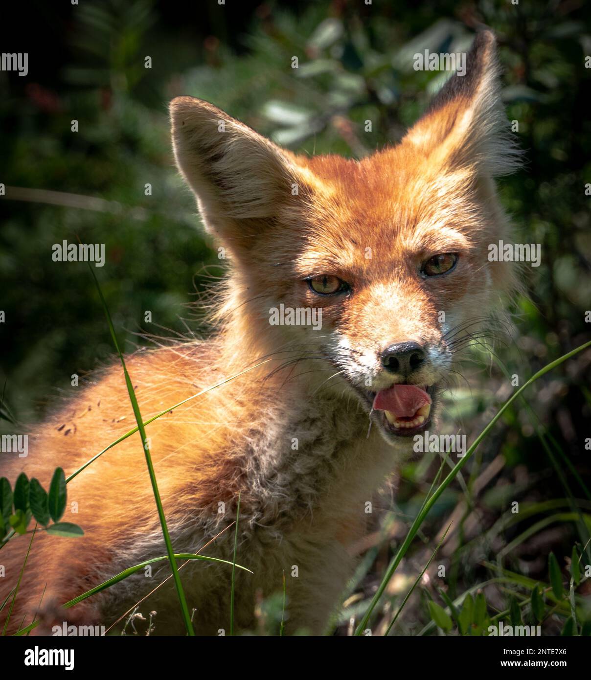 Rotfuchs in der Waldlandschaft Albertas. Stockfoto