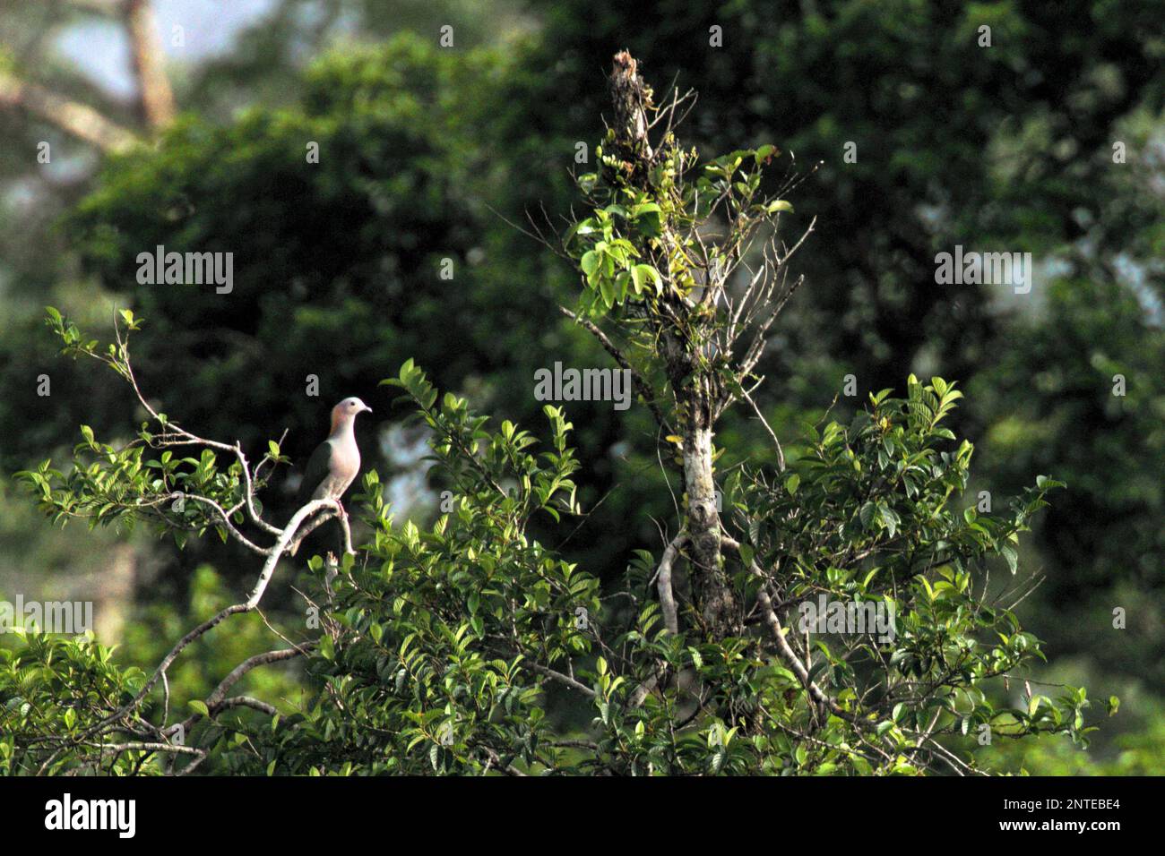 Eine grüne Kaisertaube (Ducula aenea) sitzt auf einem Baum in einem Regenwaldgebiet nahe dem Berg Tangkoko und Duasudara in Bitung, Nord-Sulawesi, Indonesien. Stockfoto