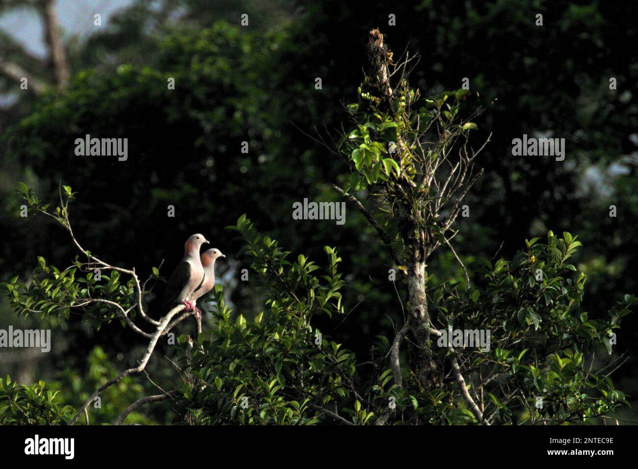 In einem Regenwaldgebiet nahe dem Berg Tangkoko und Duasudara in Bitung, Nord-Sulawesi, Indonesien, sind zwei Exemplare grüner Kaisertauben (Ducula aenea) auf einem Baum zu sehen. Stockfoto