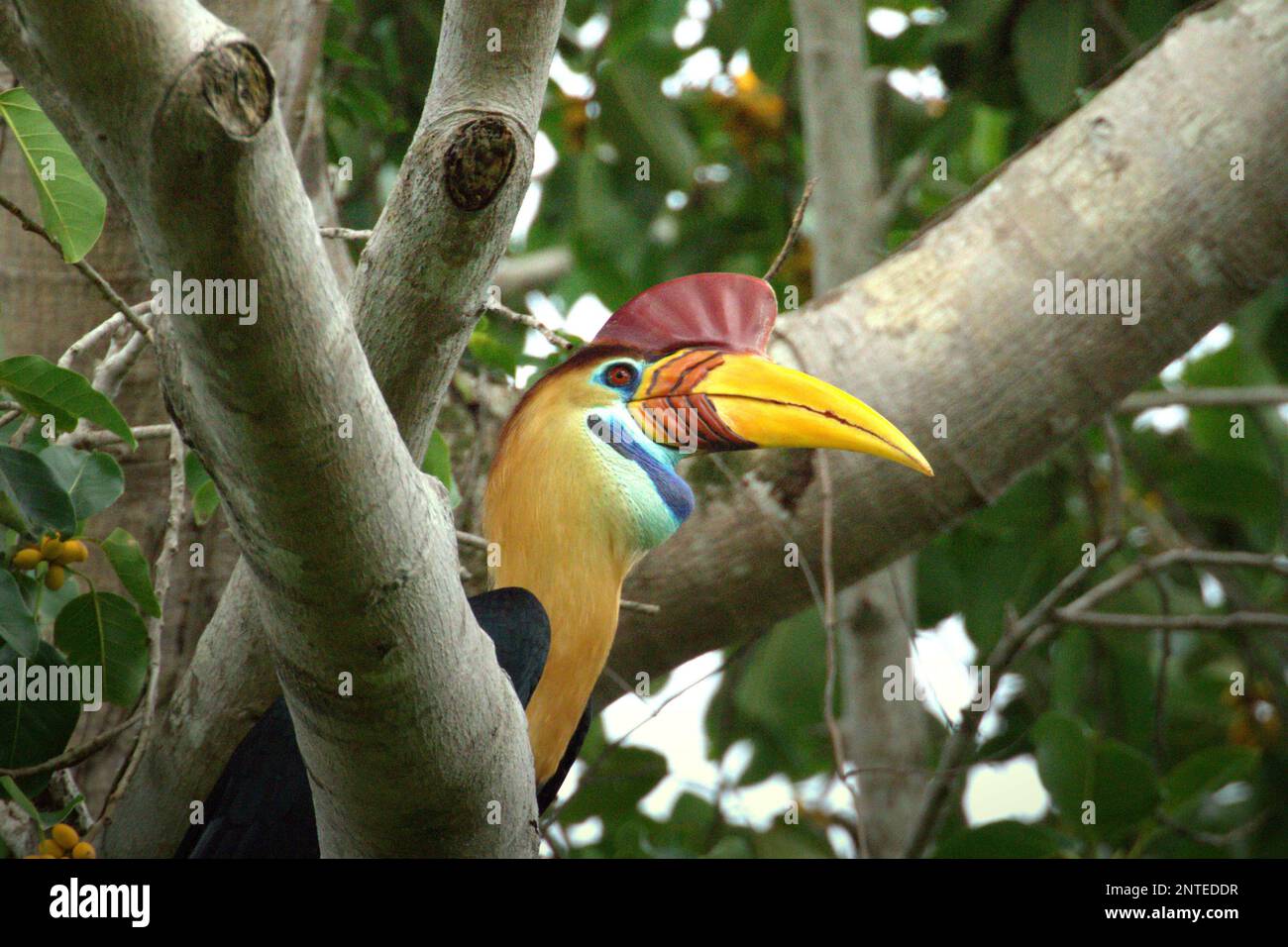 Ein männlicher Hornvogel (Rhyticeros cassidix) auf einem Feigenbaum in einem Regenwaldgebiet nahe Mount Tangkoko und Duasudara in Bitung, Nord-Sulawesi, Indonesien. Stockfoto