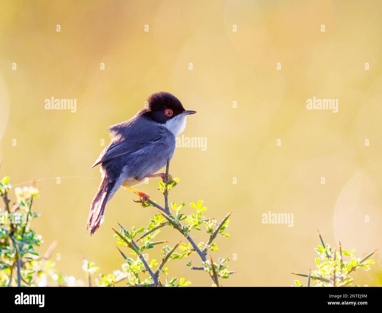 Sardianian Warbler hockte bei Sonnenaufgang auf einem Busch Stockfoto