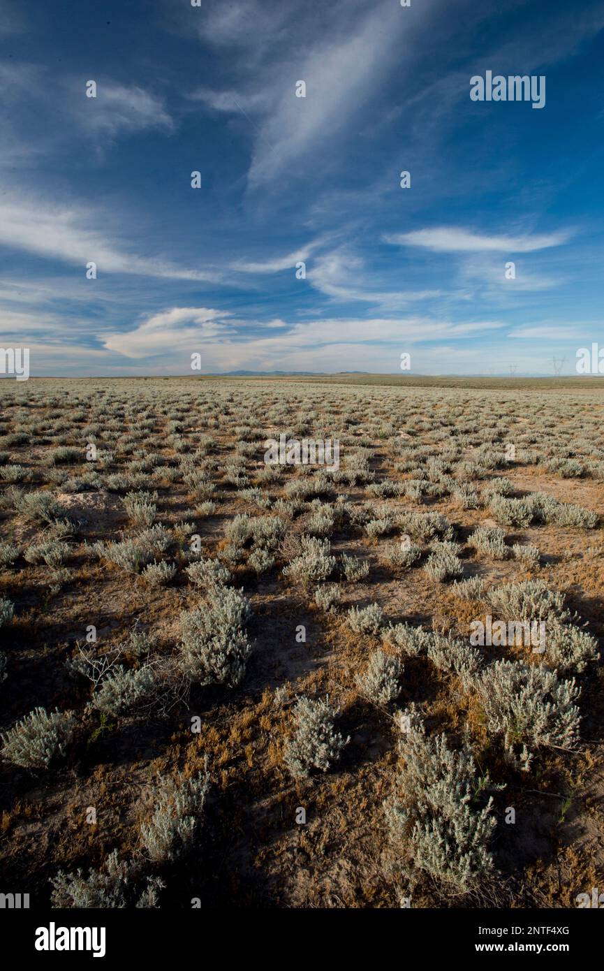 Winterfat (Krasch lanata) im Morley Nelson Snake River Birds of Prey National Conservation Area Idaho Stockfoto