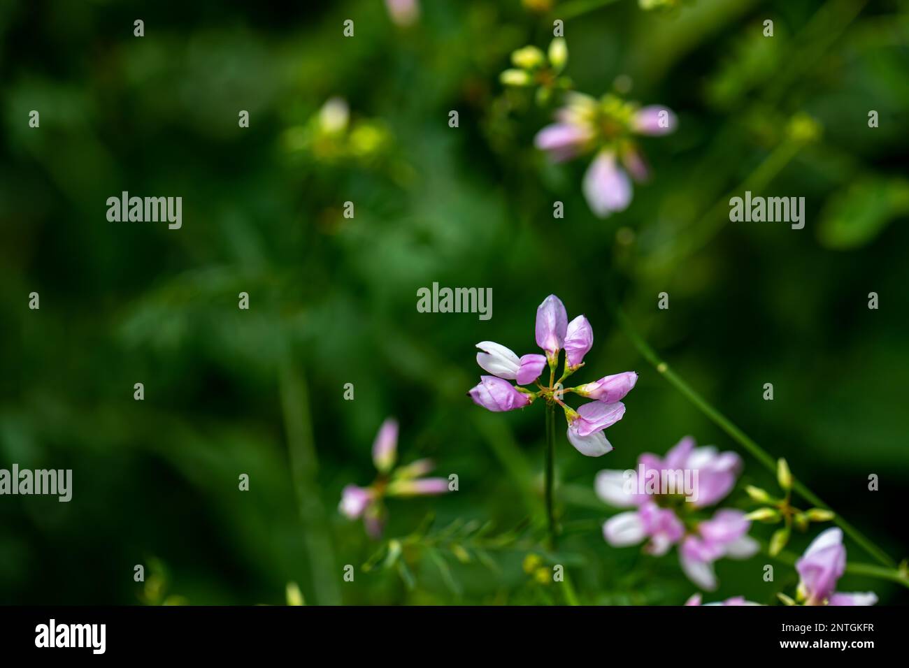 Im Wald wachsende Sortenblume der Securigera, aus nächster Nähe Stockfoto