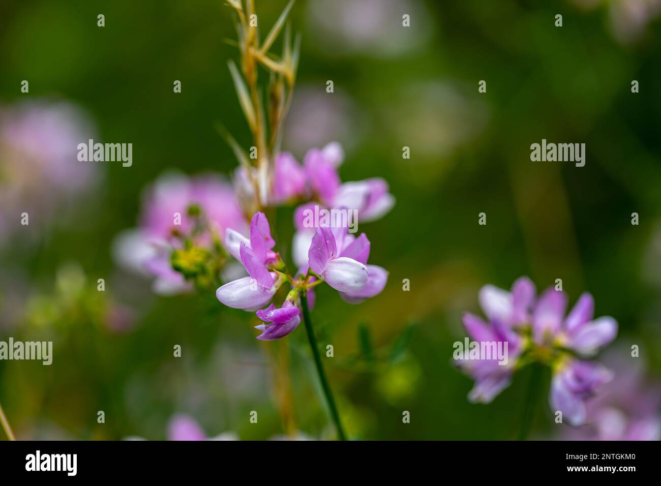 Im Wald wachsende Sortenblume der Securigera, aus nächster Nähe Stockfoto