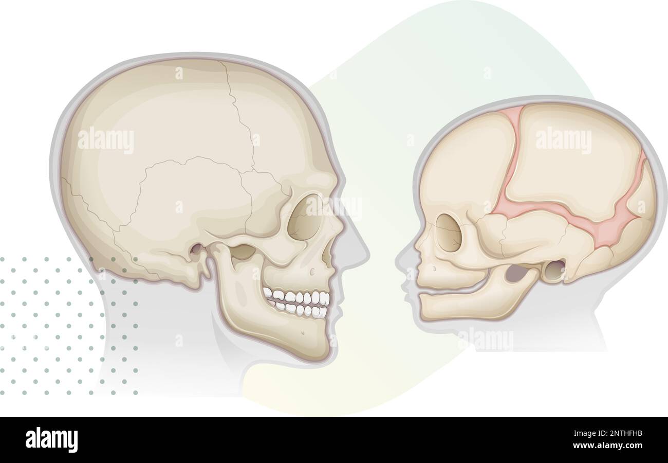 Menschlicher Schädel – Anatomie – Erwachsene und Babys – Bestandsdarstellung als EPS 10-Datei Stock Vektor