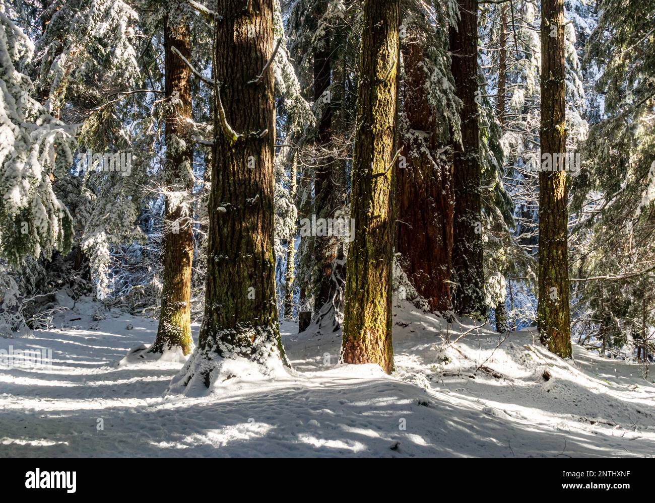 Winter und frischer Schnee im Wald auf Vancouver Island, British Columbia, Kanada, Sonne durch große Fir- und Zedernbäume. Stockfoto