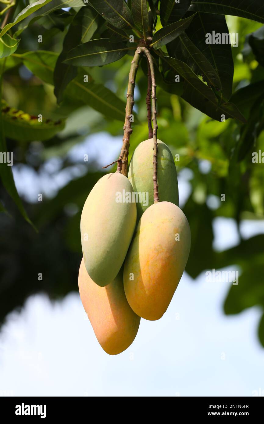 Mahachanok Mango am Baum im Obstgarten, unreife Mango am Baum in Obstgärten in Thailand. Stockfoto