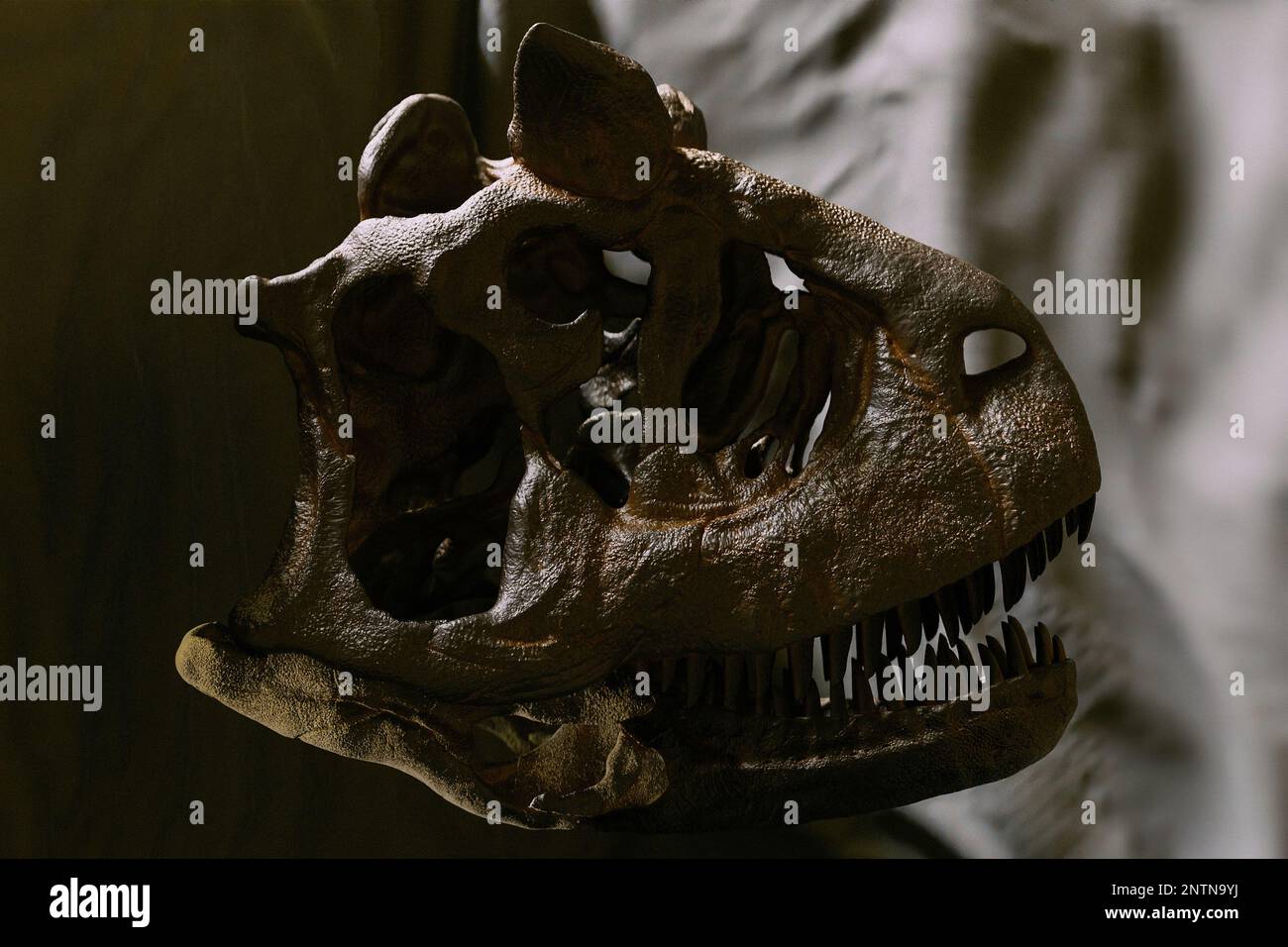 Carnotaurus saurus saurus Schädel-Rekonstruktion paleoart, ein räuberischer Abelisauridae-Dinosaurier, der nur ein bekanntes Skelett gefunden hat. Der Schädel und die gebogene Backe sind abgebildet Stockfoto