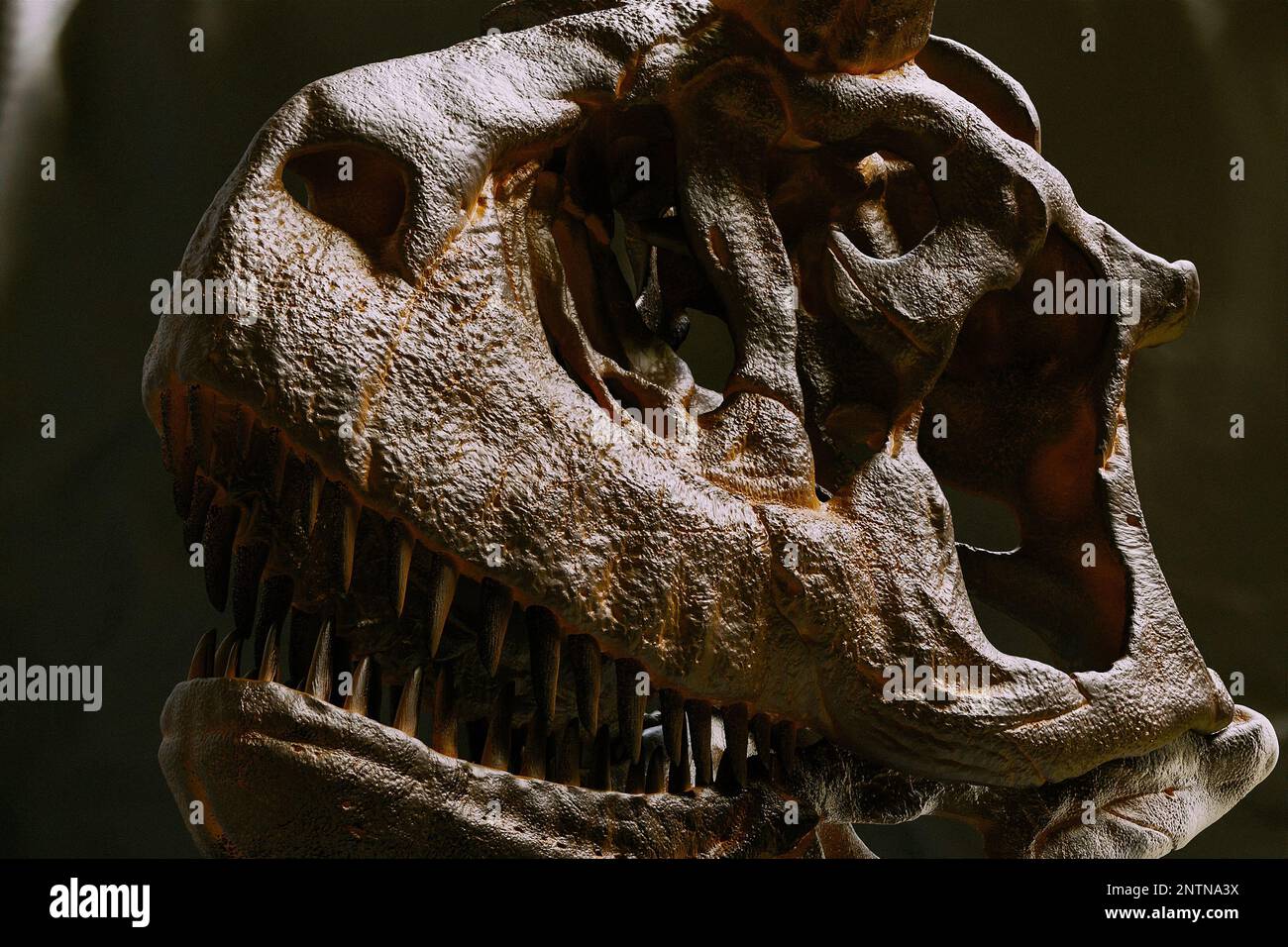 Carnotaurus saurus saurus Schädel-Rekonstruktion paleoart, ein räuberischer Abelisauridae-Dinosaurier, der nur ein bekanntes Skelett gefunden hat. Der Schädel und die gebogene Backe sind abgebildet Stockfoto