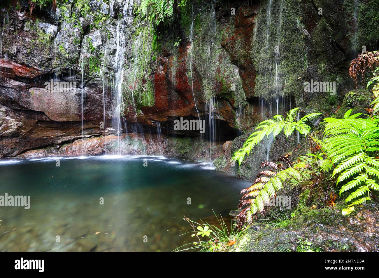Wasserfall im Regenwald, tropischer Dschungel auf Madeira, Portugal Stockfoto