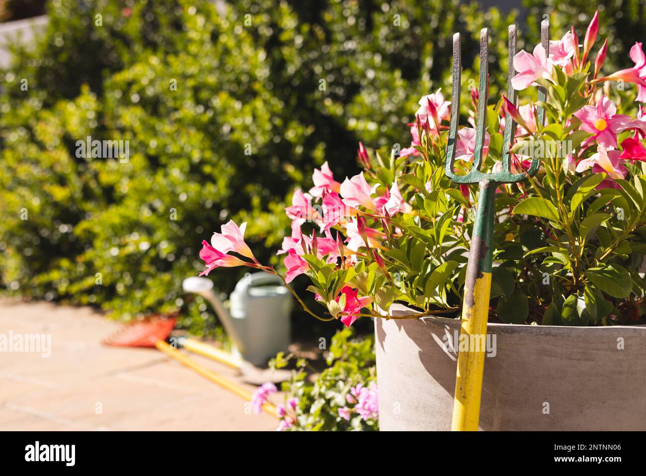 Nahaufnahme von rosa Blumen und Rechen über der Gießkanne und Schaufel im Garten Stockfoto