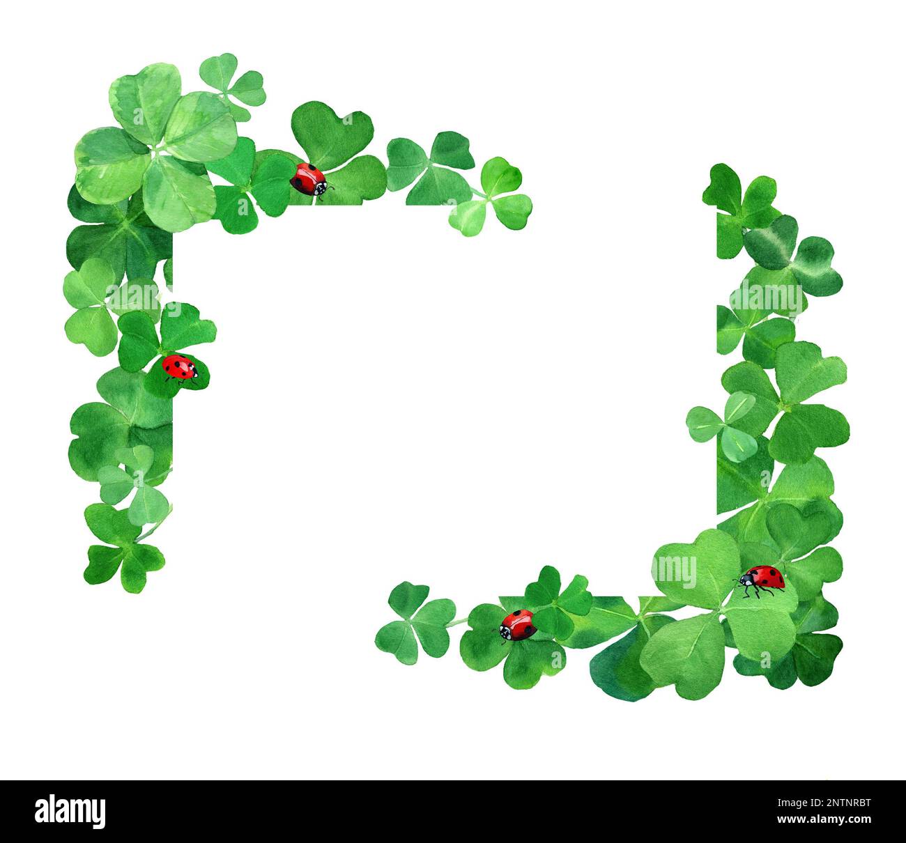 Aquarell gezeichnete Klee mit Marienkäfern. Botanik-Rahmendarstellung mit grünem Kleegras und roten Käfern. Der Tag des Heiligen Patrick. Stockfoto