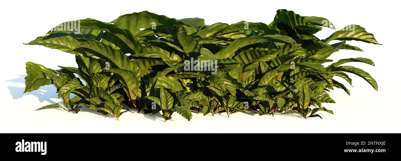 anthurium, tropische Pflanze, isoliert auf weißem Hintergrund Stockfoto