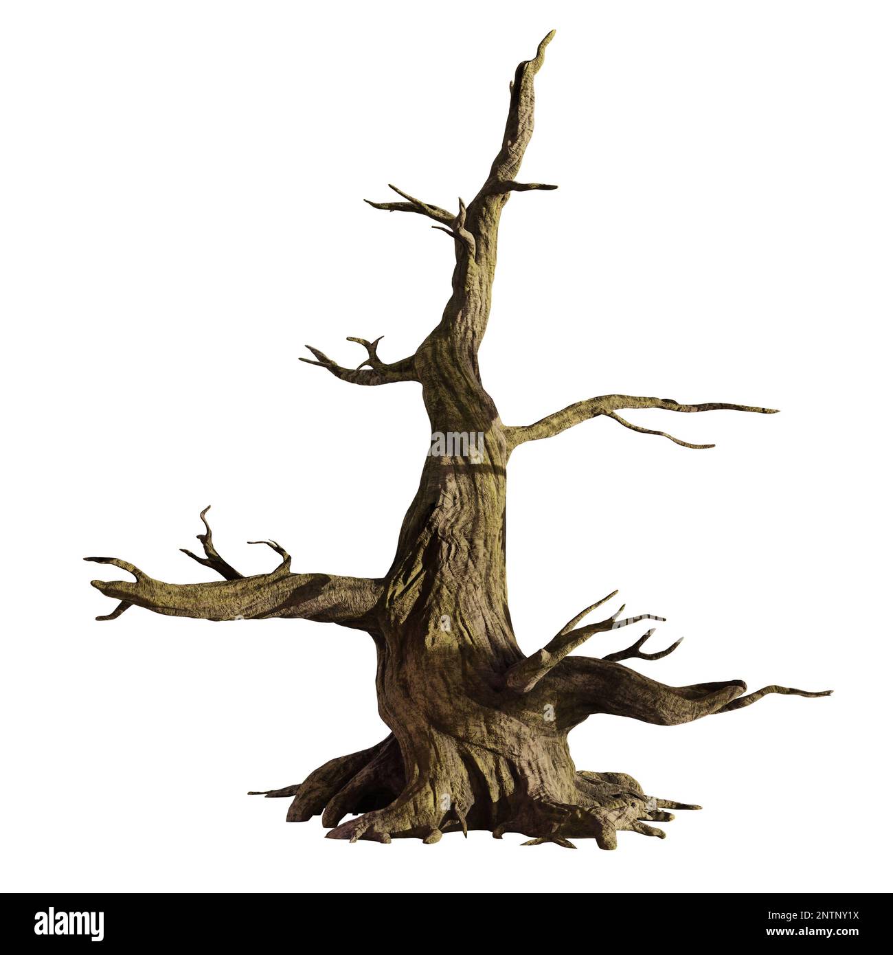 Alter toter Baum, isoliert auf weißem Hintergrund Stockfoto