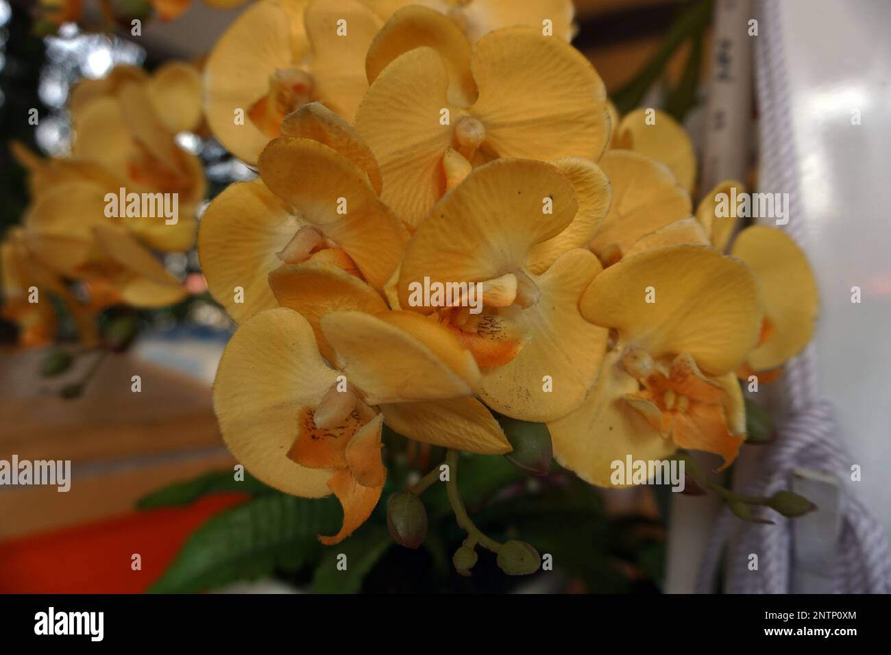 Ein Bild von hellen und wunderschönen Plastikorchideen Stockfoto