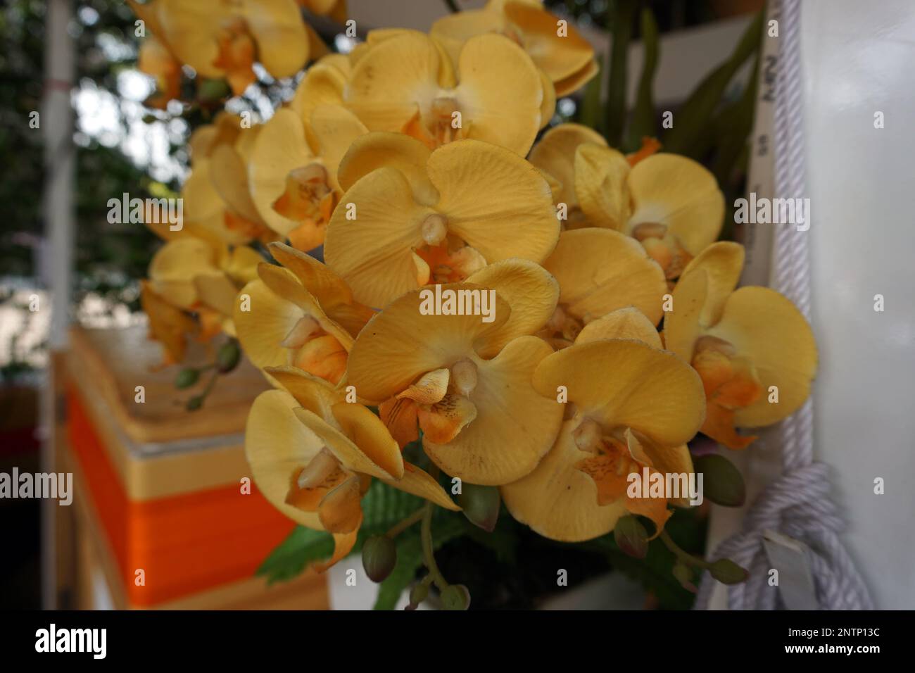 Ein Bild von hellen und wunderschönen Plastikorchideen Stockfoto