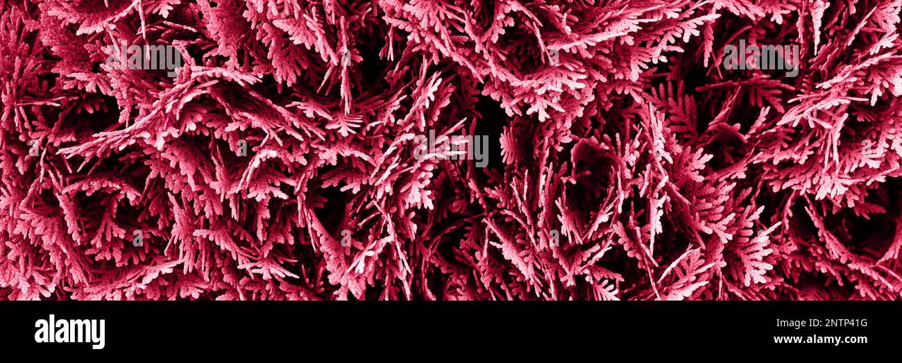 Viva Magenta Farbe abstrakter Thuja Hintergrund. Farbe des Jahres 2023. Banner Stockfoto