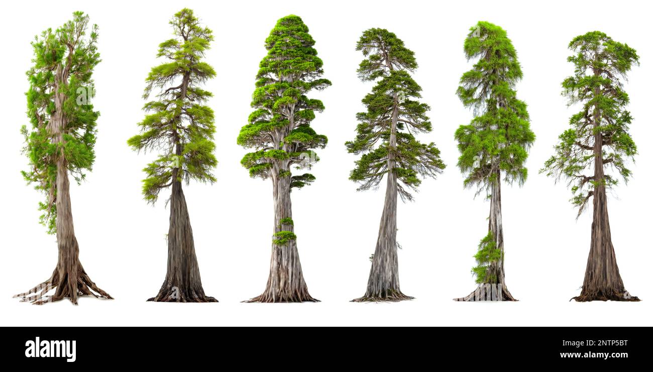 Zypressen, eine Sammlung immergrüner Nadelbäume Stockfoto