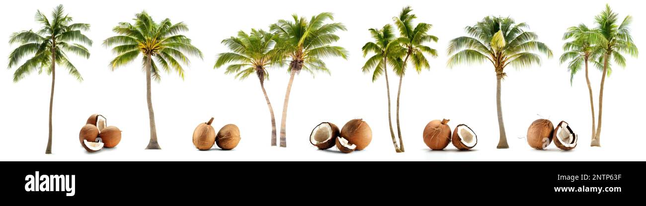 Kokospalmen, Kokospalmen und Kokosnüsse isoliert auf weißem Hintergrund Stockfoto