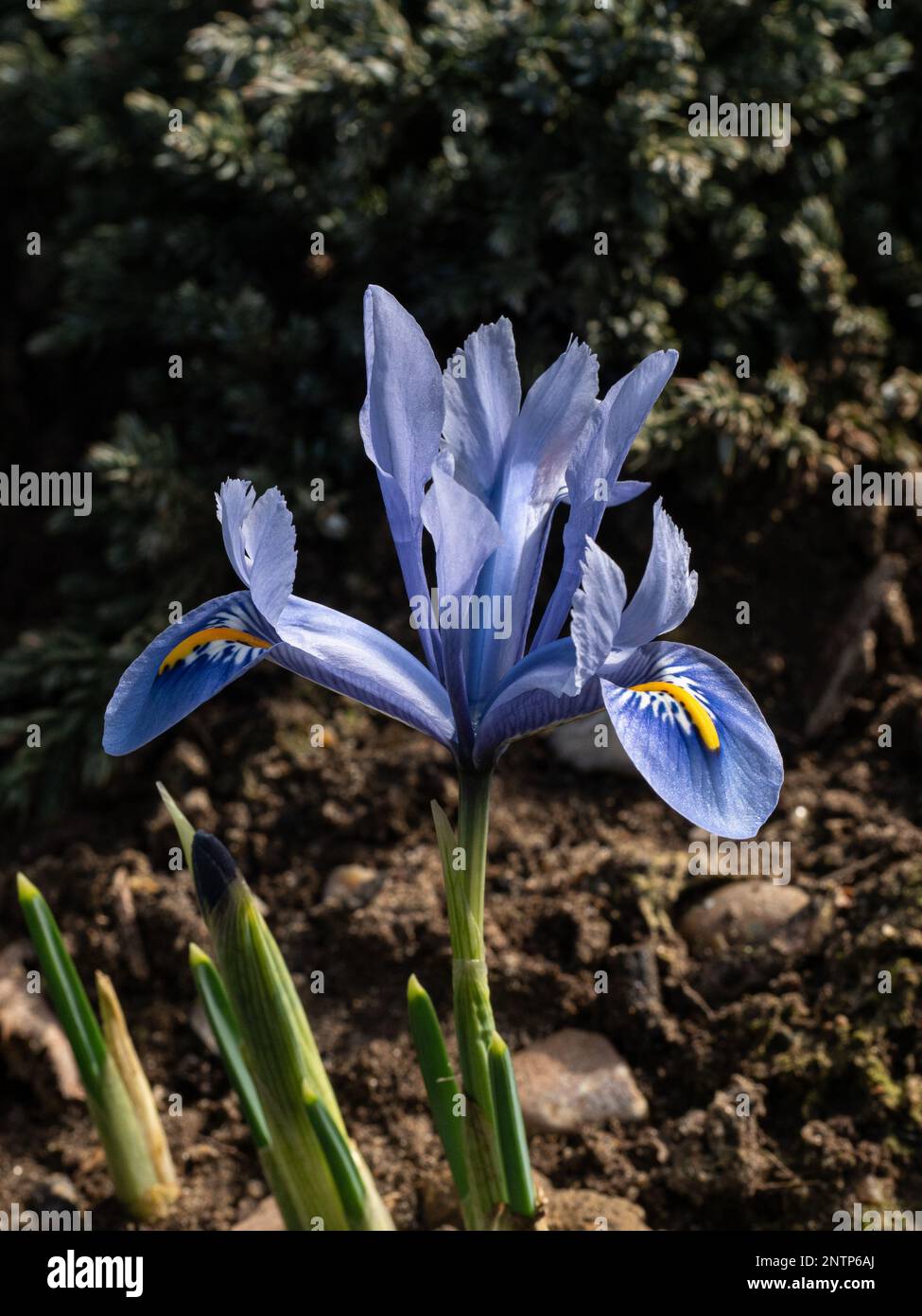 Die zarten Himmelsblüten der Iris reticulata „Alida“ Stockfoto