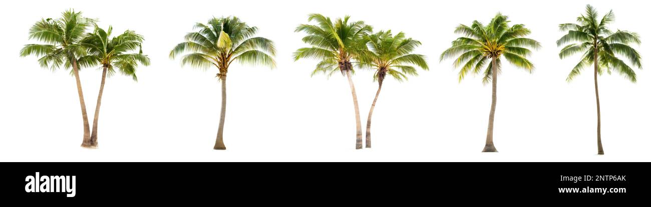 Kokospalmen, Kokospalmen isoliert auf weißem Hintergrund Stockfoto