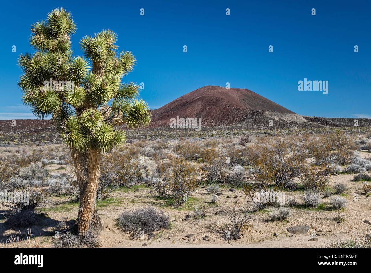 Joshua Tree, Ascherkegel, Aikens Mine Road, Cinder Cones Lava Beds, Mojave Desert, Mojave National Preserve, Kalifornien, USA Stockfoto
