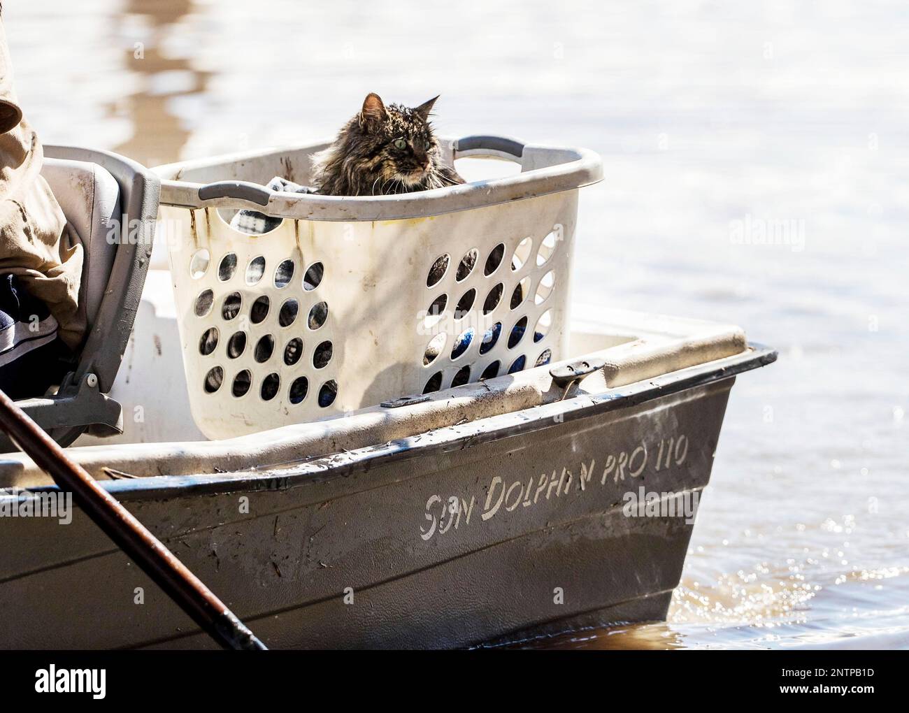 Bob the cat gets a boat ride after being rescued by Treyton Gubser and Daniel Gubser Wednesday, March 20, 2019, in Hamburg, Iowa. As some communities along the Missouri River start to shift their focus to flood recovery after a late-winter storm, residents in two Iowa cities are still in crisis mode because their treatment plants have shut down and they lack fresh water. (Chris Machian/Omaha World-Herald via AP) Stockfoto