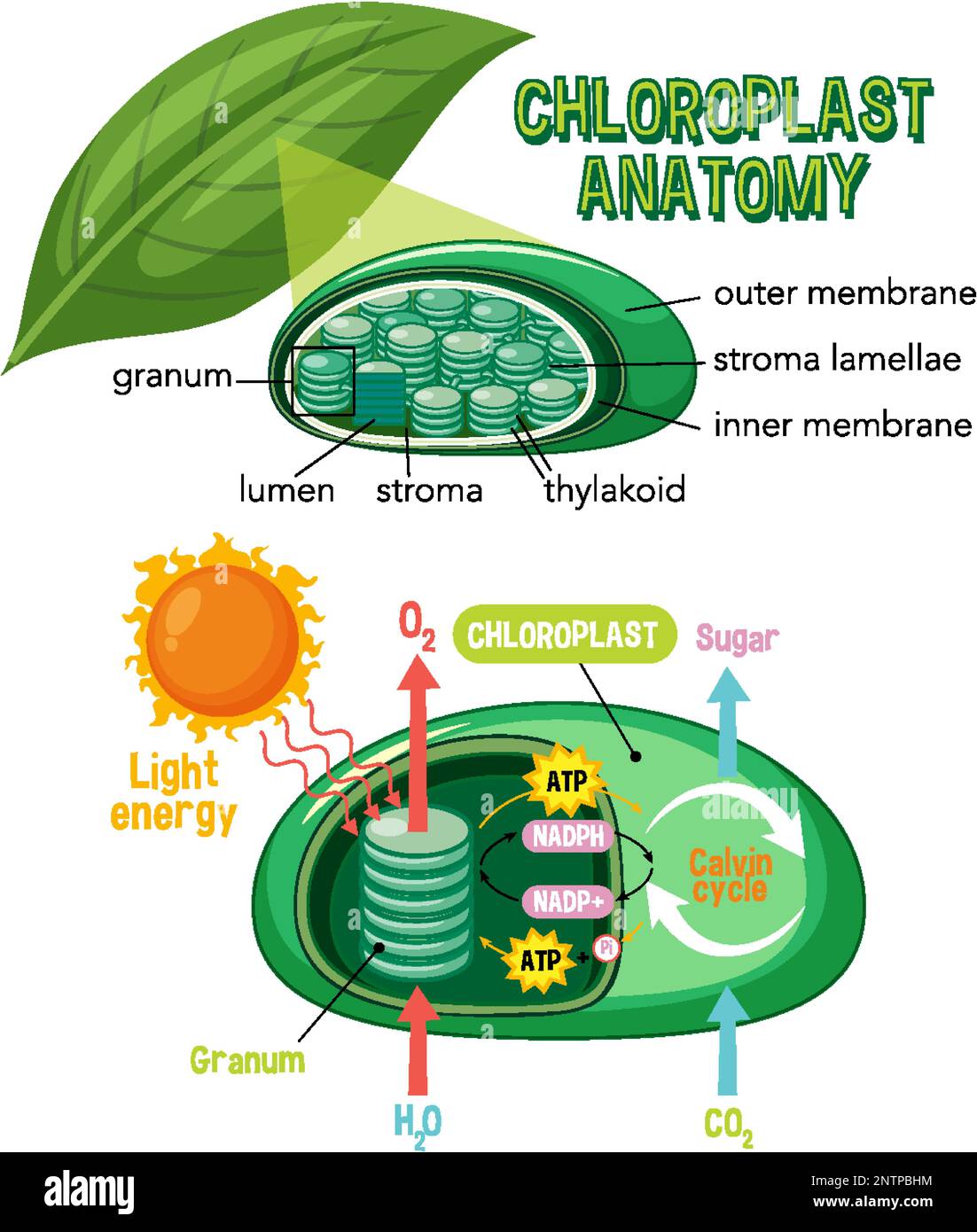 Schaubild zur Chloroplast-Anatomie für die Biologie- und Biowissenschaftsausbildung Stock Vektor