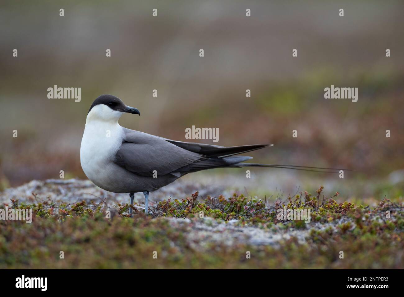 Falkenraubmöwe, Falken-Raubmöwe, Raubmöwe, Raubmöwen, Stercorarius longicaudus, Langschwanzskua, langschwanzjäger, Le Labbe à Longue Schlange Stockfoto