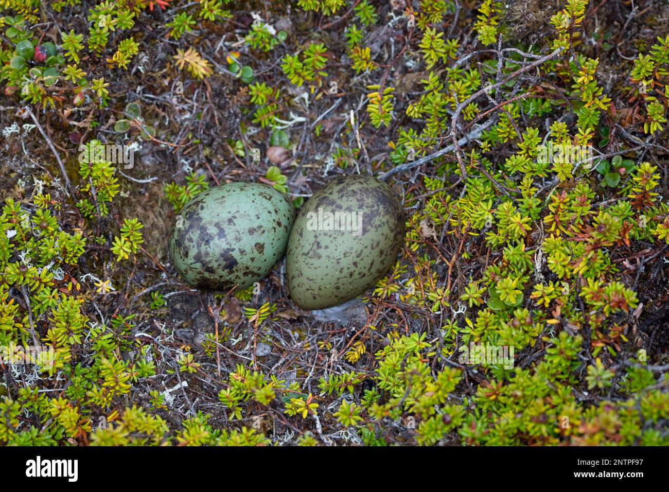 Falkenraubmöwe, Falken-Raubmöwe, Gelege, Nest, Ei, Eier in der Tundra, Raubmöwe, Raubmöwen, Stercorarius longicaudus, Langschwanzskua, Langschwanzjagd Stockfoto