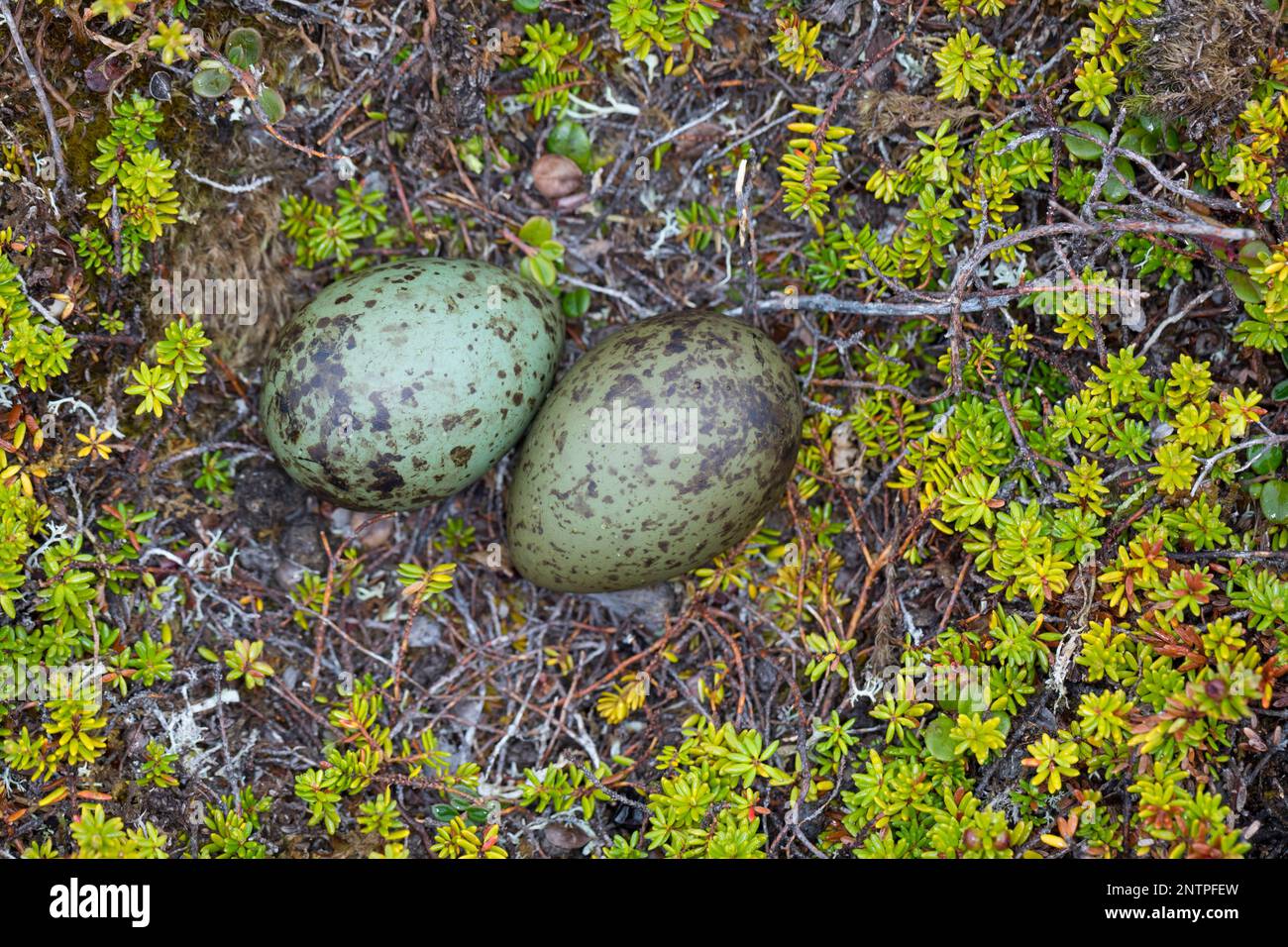 Falkenraubmöwe, Falken-Raubmöwe, Gelege, Nest, Ei, Eier in der Tundra, Raubmöwe, Raubmöwen, Stercorarius longicaudus, Langschwanzskua, Langschwanzjagd Stockfoto