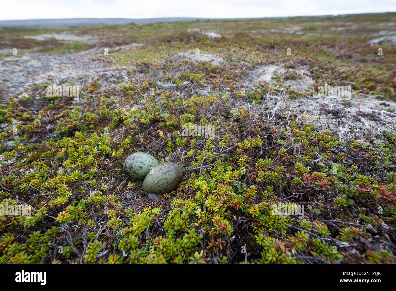 Falkenraubmöwe, Falken-Raubmöwe, Gelege, Nest, Ei, Eier in der Tundra, Raubmöwe, Raubmöwen, Stercorarius longicaudus, Langschwanzskua, Langschwanzjagd Stockfoto