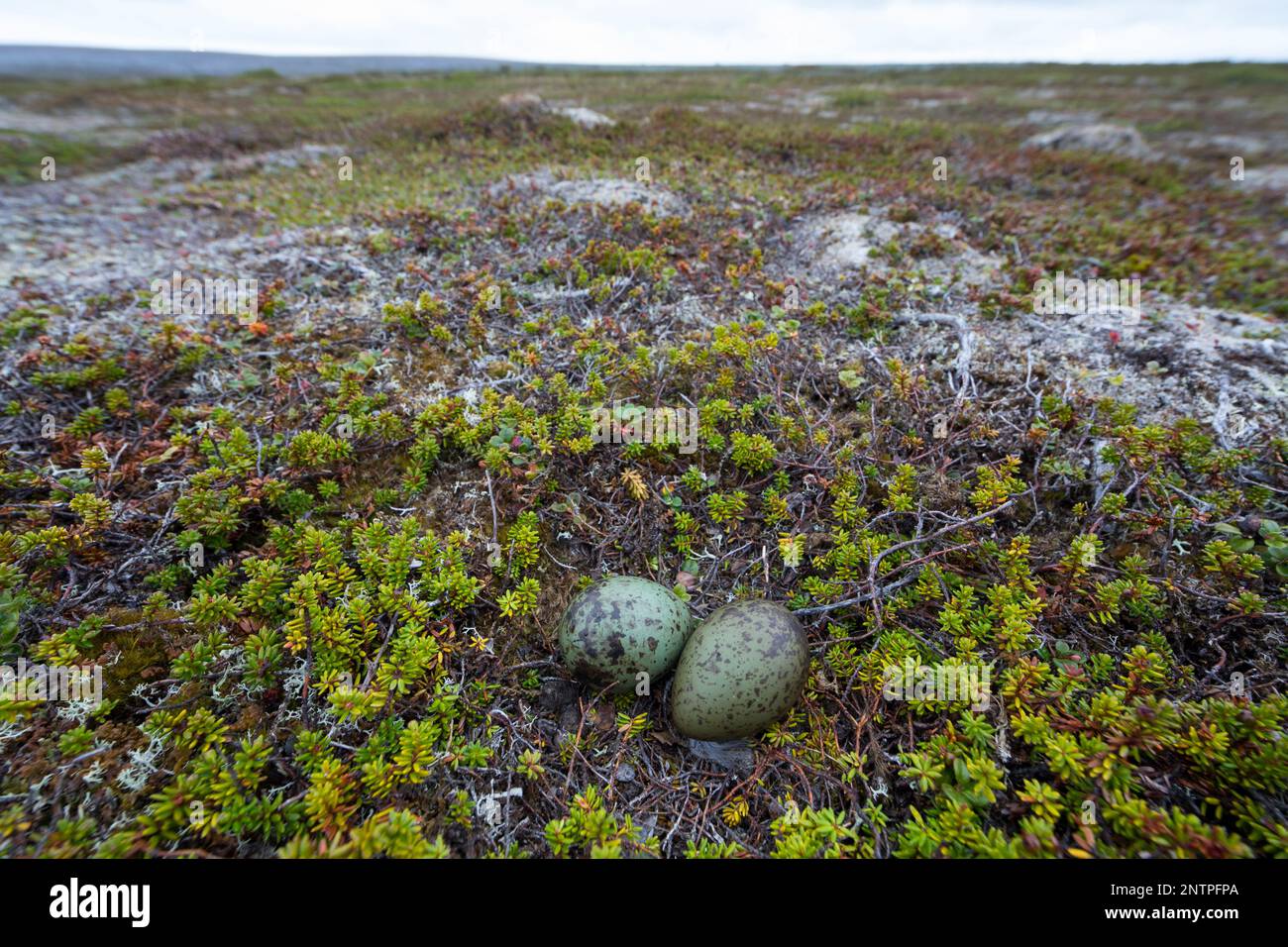 Falkenraubmöwe, Falken-Raubmöwe, Gelege, Nest, Ei, Eier in der Tundra, Raubmöwe, Raubmöwen, Stercorarius longicaudus, Langschwanzskua, Langschwanzjagd Stockfoto