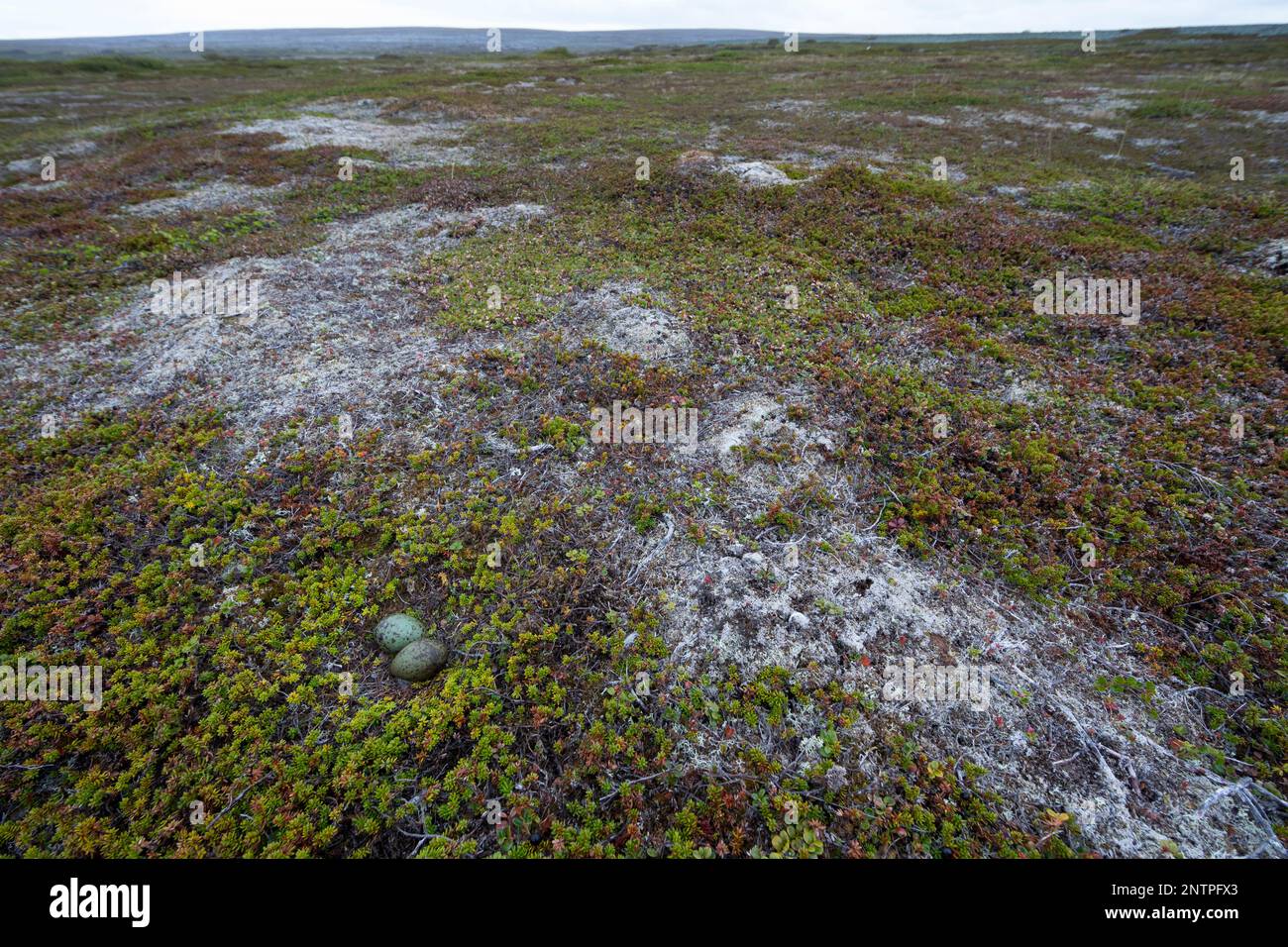 Falkenraubmöwe, Falken-Raubmöwe, Gelege, Nest, Ei, Eier in der Tundra, Raubmöwe, Raubmöwen, Stercorarius longicaudus, Langschwanzskua, Langschwanzjagd Stockfoto