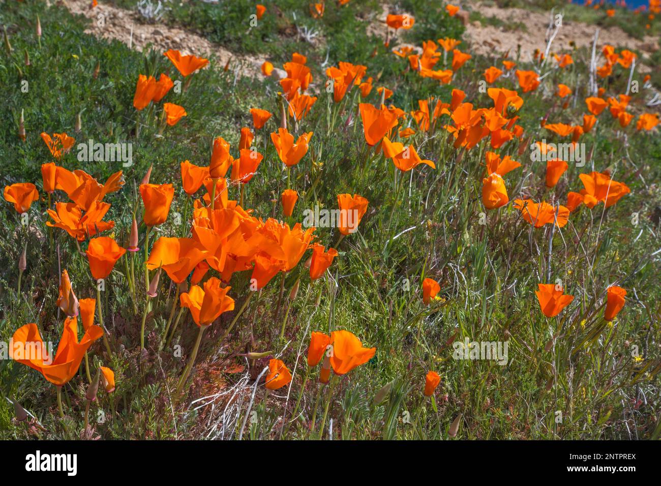 California Poppies Field, Anfang März (Anfang der Saison), Antelope Valley California Poppy Reserve, Kalifornien, USA Stockfoto