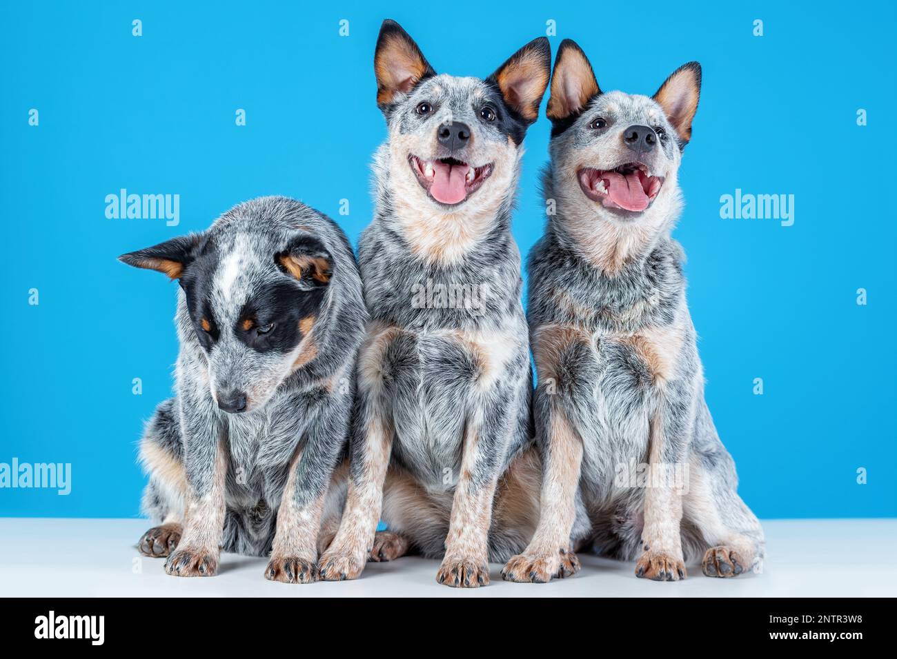 Drei niedliche, lächelnde Welpen mit blauem Absatz oder australischer Rinderhund auf blauem Hintergrund. Ein Hündchen ist traurig oder gelangweilt Stockfoto