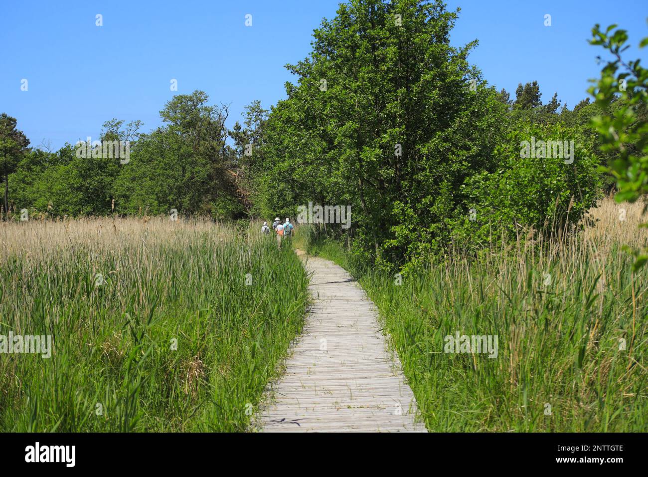 Ein kleiner schmaler Holzplankenfußweg im Nationalpark Lagunenregion Westpommern, Halbinsel Darss - Deutschland Stockfoto