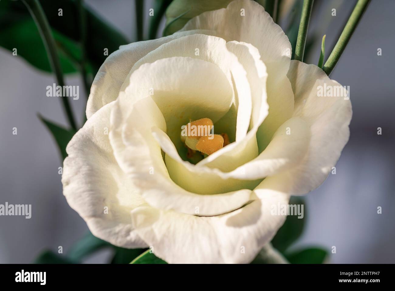 Eustoma grandiflorum, weiße Blume, Nahaufnahme. Frühlingsfest. Stockfoto