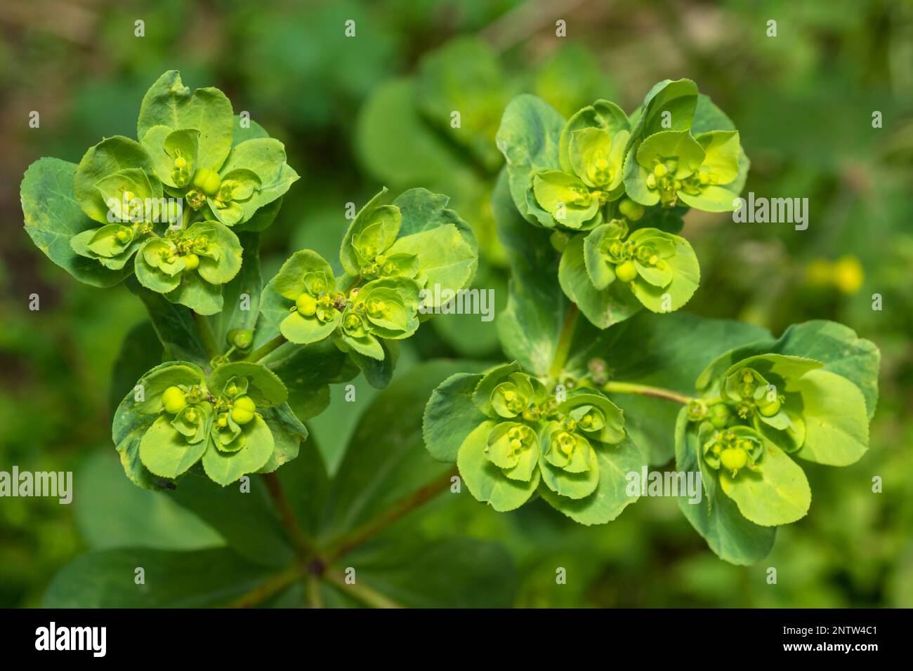 Sun Spurge Blütenpflanze, Euphorbia Helioscopia Stockfoto